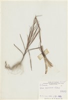 藏品(臺灣百合)的圖片